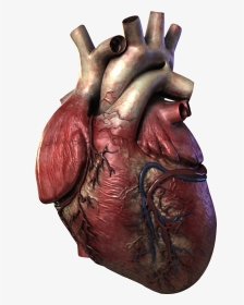 Real Heart In 3d, HD Png Download, Transparent PNG
