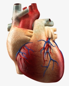 Heart Png Cardiac - Hearthuman Real, Transparent Png, Transparent PNG