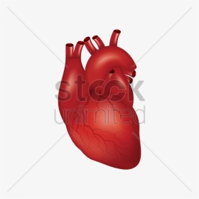 Human Heart Png - Cartoon, Transparent Png, Transparent PNG