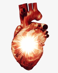 Heart Cardiology, HD Png Download, Transparent PNG
