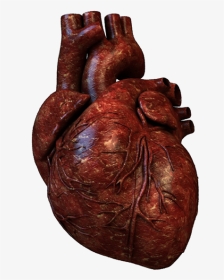 Portfolio - Human Heart, HD Png Download, Transparent PNG