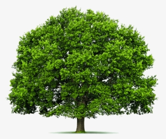Tree Logo - Oak Tree White Background, HD Png Download, Transparent PNG