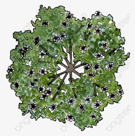 The Flowers On The Trees - Plan View Flowering Tree Png, Transparent Png, Transparent PNG