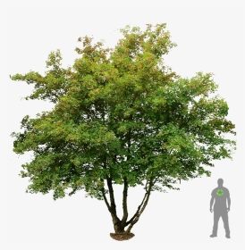 Png Trees And Plants Free Download, Transparent Png, Transparent PNG