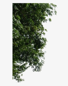 Corner Tree For Photoshop Png, Transparent Png, Transparent PNG