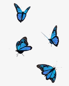 Transparent Butterfly Flying Gif, HD Png Download, Transparent PNG