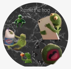 Frog, HD Png Download, Transparent PNG