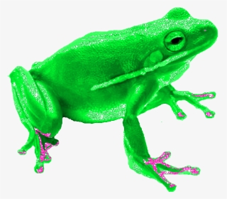 Transparent Frog Animated Gif, HD Png Download, Transparent PNG