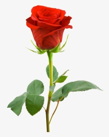 Single Red Rose Hd, HD Png Download, Transparent PNG