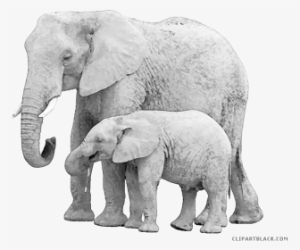 Elephant Clipart Baby Animal, HD Png Download, Transparent PNG