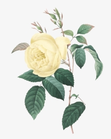 Yellow Vintage Rose Print, HD Png Download, Transparent PNG