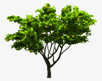 Photoshop Tree Hd, HD Png Download, Transparent PNG