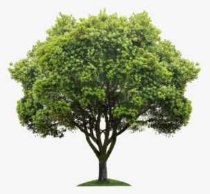 Beautiful Tree Png Icon And Background Transparent - Transparent Background Tree Png, Png Download, Transparent PNG