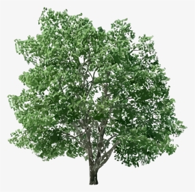 Tree Hd Png, Transparent Png, Transparent PNG