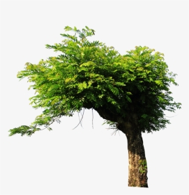 Tree Png For Picsart , Png Download - Tree Stock Png, Transparent Png, Transparent PNG