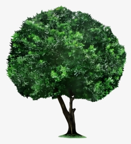 Crop Tree Png - Tree Picsart, Transparent Png, Transparent PNG