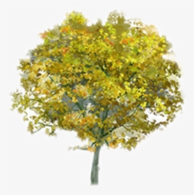 Beautiful Tree Png Icon And Background Transparent - Birch, Png Download, Transparent PNG