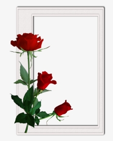 Roses Borders And Frames, HD Png Download, Transparent PNG