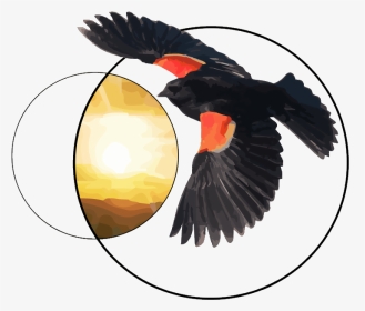 Red Wing Blackbird Flying, HD Png Download, Transparent PNG