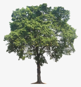 Tall Oak Tree Png, Transparent Png, Transparent PNG