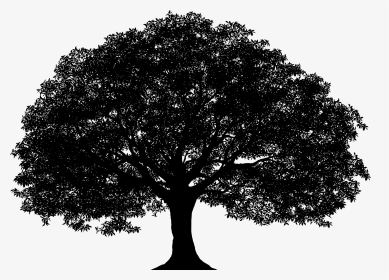 Tree Silhouette Png Clip Art Image​ - Vector Oak Tree Silhouette, Transparent Png, Transparent PNG