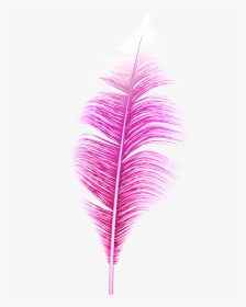 Pink Feather Png - Transparent Pink Feather Png, Png Download, Transparent PNG