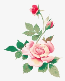 手绘书法玫瑰花设计图 绘画粉色 花朵房车 文面包改素材设计图 - Flowera Watercolor Hd, HD Png Download, Transparent PNG