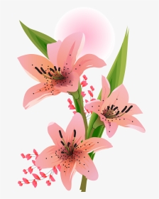 Цветы Лилия Пнг, HD Png Download, Transparent PNG