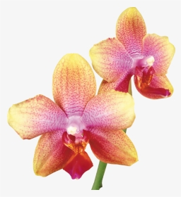 Pink Yellow Orchid, HD Png Download, Transparent PNG
