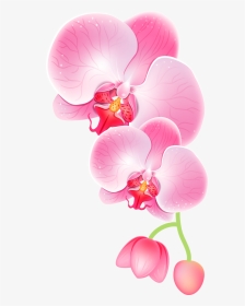 手绘精美兰花图片 - Orchid Clipart, HD Png Download, Transparent PNG