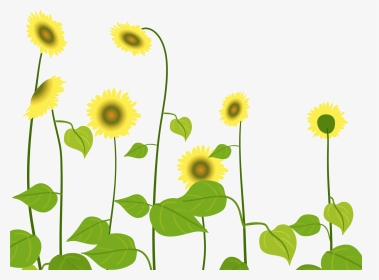 卡通太阳花图片 - Sunflower, HD Png Download, Transparent PNG