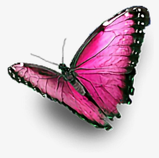 #pink #butterfly #ftestickers - Colourful Butterfly Hd Png, Transparent Png, Transparent PNG