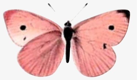 Borboleta Rosa Butterfly, Beauty, Pink Butterfly, Roses, - Short-tailed Blue, HD Png Download, Transparent PNG
