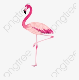 Flamingo Png Cool Category - Greater Flamingo, Transparent Png, Transparent PNG
