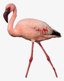 Flamingo Png Photo Image - Greater Flamingo, Transparent Png, Transparent PNG