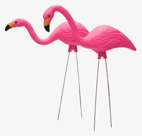 Flamingo, Moved Permanently - Transparent Background Plastic Flamingo Png, Png Download, Transparent PNG