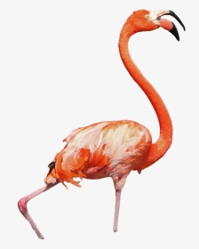 Flamingo Transparent Background - Transparent Background Img Png, Png Download, Transparent PNG