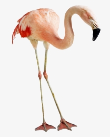 Flamingo Png Photos - Feet And Beak Of Flamingo, Transparent Png, Transparent PNG
