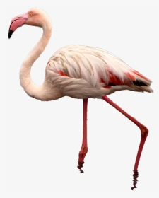 Flamingo Free Png - Greater Flamingo, Transparent Png, Transparent PNG