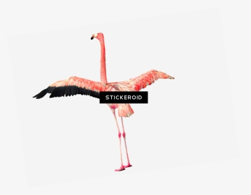 Greater Flamingo , Png Download - Greater Flamingo, Transparent Png, Transparent PNG