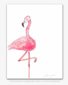 Greater Flamingo, HD Png Download, Transparent PNG