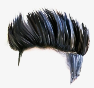 Hair Png Download Hd Quality Latest Cb Hair Png Stock - Insect, Transparent  Png , Transparent Png Image - PNGitem