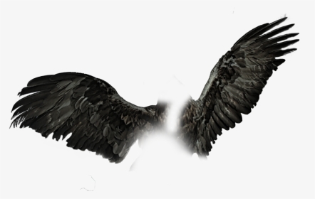Realistic Black Wings Png, Transparent Png, Transparent PNG