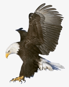 Eagle Photo Editing Background, HD Png Download, Transparent PNG