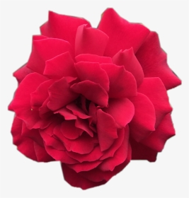 #flowers #rosechallenge  #scrose #rose #red #flower - Carnation, HD Png Download, Transparent PNG