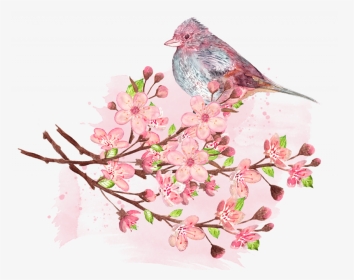 American Rosefinches, HD Png Download, Transparent PNG
