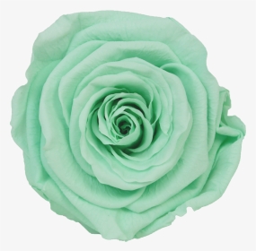 Mint Green Roses Png, Transparent Png, Transparent PNG