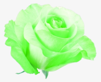 #green #flower #neon #pretty #freetoedit - Flowers Neon Green Png, Transparent Png, Transparent PNG