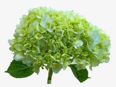 Hydrangea Transparent Green - Green Hydrangea Flower Transparent, HD Png Download, Transparent PNG