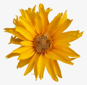 Yellow Flower Png - Sunflower, Transparent Png, Transparent PNG